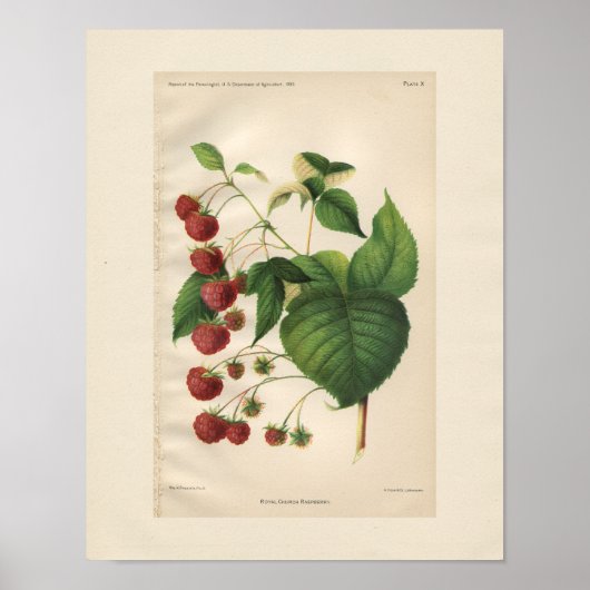 Royal Church Raspberry Print (Voorkant)