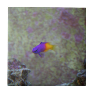 Royal Gramma Tegeltje