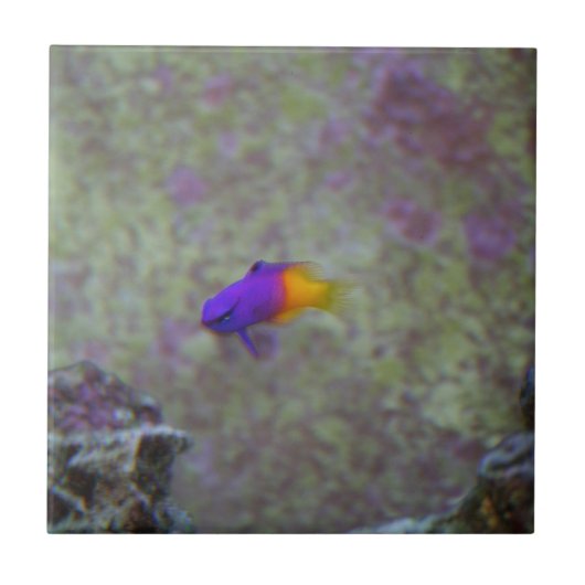 Royal Gramma Tegeltje (Voorkant)