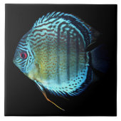 Royal Green Discus Tegeltje (Voorkant)