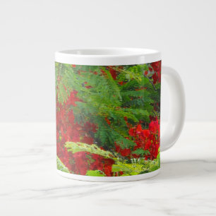 Royal Poinciana Extra Grote Mok