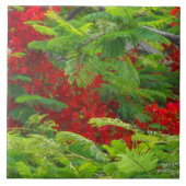 Royal Poinciana Tegeltje (Voorkant)