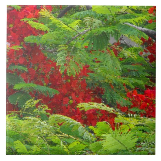 Royal Poinciana Tegeltje (Voorkant)