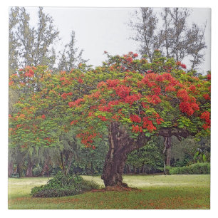 "ROYAL POINCIANA TREE"/KERAMISCHE TEGEL/TRIVET TEGELTJE