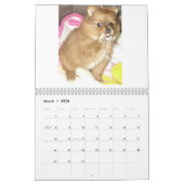 Royal Pomeranians Kalender (Mar 2026)