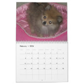 Royal Pomeranians Kalender (Feb 2026)