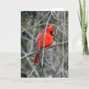 Royal Red Cardinal Wenskaart Kaart