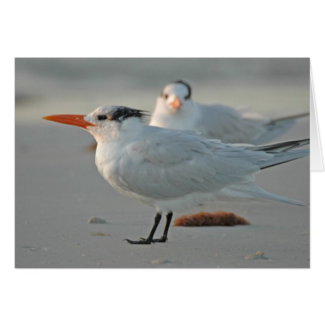 ROYAL TERN (Devant horizontal)