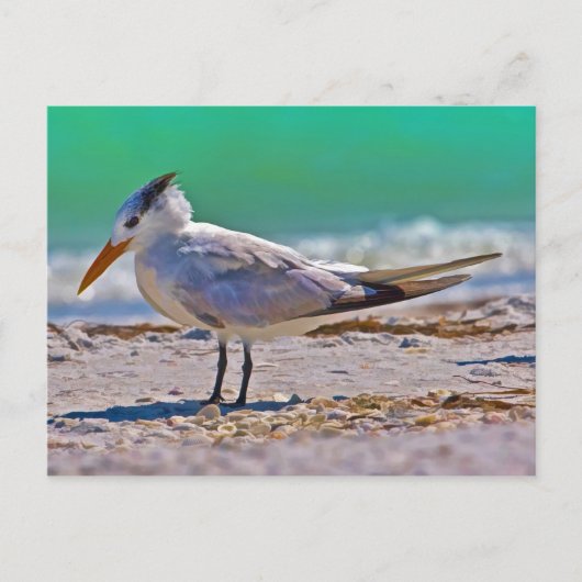 Royal Tern Bird Briefkaart (Voorkant)
