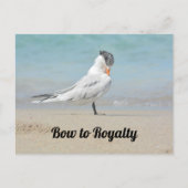 Royal Tern Bow to Royalty Funny Photographic Briefkaart (Voorkant)