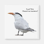 Royal Tern Magneet (Voorkant)