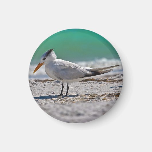 Royal Tern Magnet (Devant)