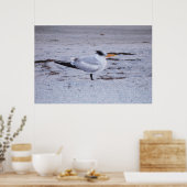 Royal Tern Poster (Keuken)