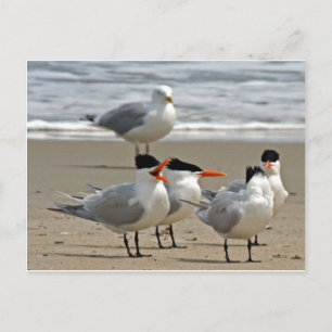 Royal Terns Foto Briefkaart