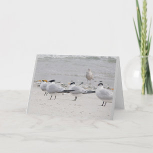 Royal Terns Note Kaart