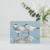 Royal Terns op strand Briefkaart (Staand voorkant)
