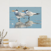 Royal Terns op strand Poster (Keuken)