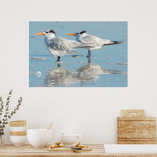 Royal Terns op strand Poster (Keuken)