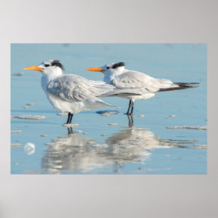 Royal Terns op strand Poster