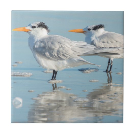 Royal Terns op strand Tegeltje (Voorkant)