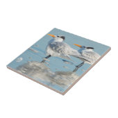 Royal Terns op strand Tegeltje (Zijkant)