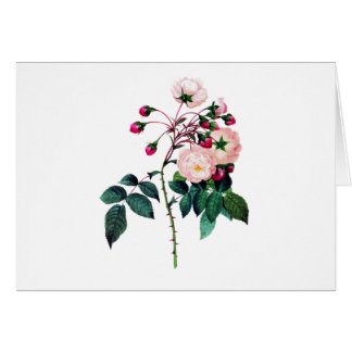 Roze Adelaide D'Orleans Roos door Pierre Redoute
