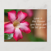 Roze Adenium Obesum bloem ook bekend als Desert Ro Briefkaart (Voorkant)