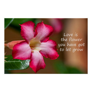 Roze Adenium Obesum bloem ook bekend als Desert Ro Perfect Poster