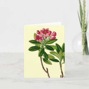 Roze afbeelding rododendron kaart