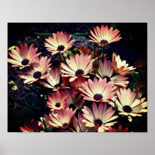Roze African Daisy Flowers Poster