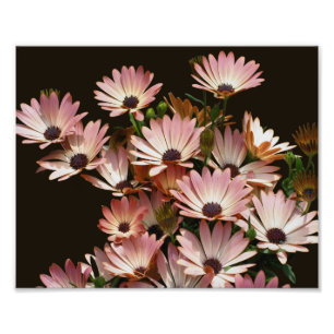 Roze Afrikaanse Daisy Bloemen 8x10 Foto Afdruk