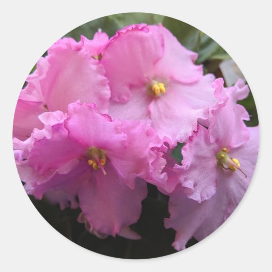 Roze Afrikaanse Viooltje Stickers Enveloppen Zegel (Voorkant)