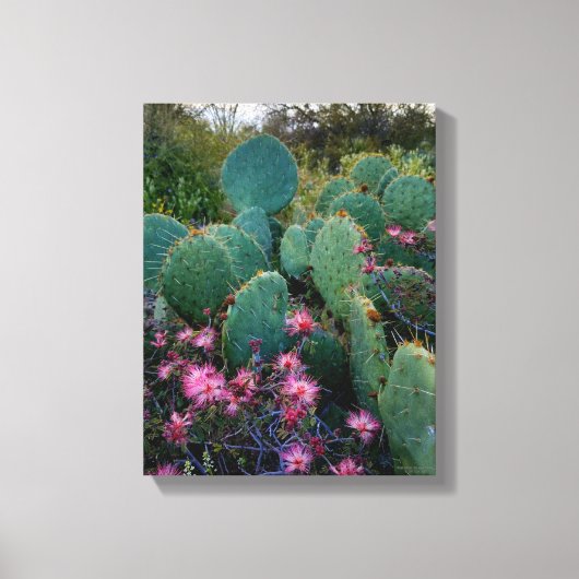Roze airy Duster Flowers & Prickly Pear Cactus Canvas Afdruk (Voorkant)