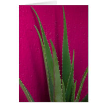 Roze Aloe - Kunst - Aloe Vera tegen roze