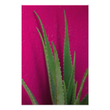 Roze Aloe - Kunst - Aloe Vera tegen roze
