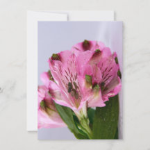 Roze Alstroemeria-4