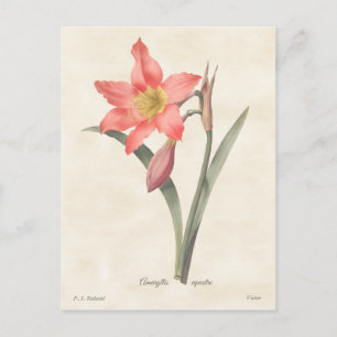 Roze Amaryllis  Botanische illustratie Briefkaart