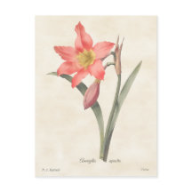 Roze Amaryllis  Botanische illustratie