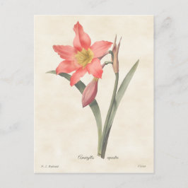 Roze Amaryllis Botanische illustratie Briefkaart