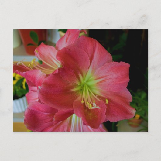 roze amaryllis briefkaart (Voorkant)