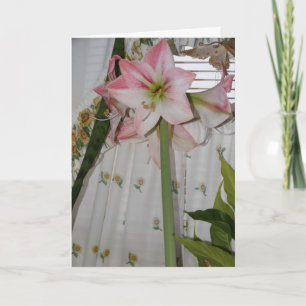 Roze Amaryllis, Denk aan Jou Kaart