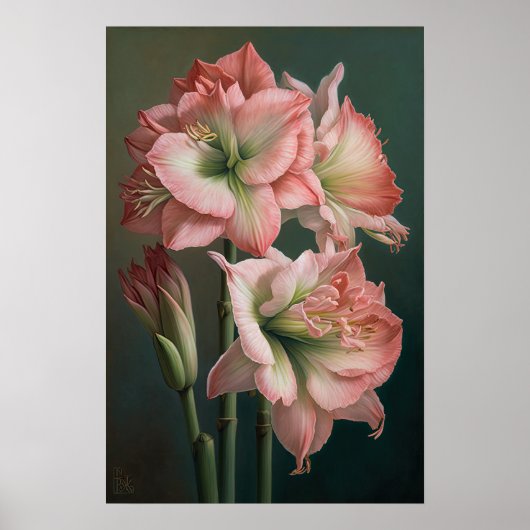 Roze Amaryllis Flower Art Print Poster (Voorkant)