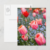 Roze Amsterdamse Springtime Tulpen Briefkaart (Voorkant / Achterkant)