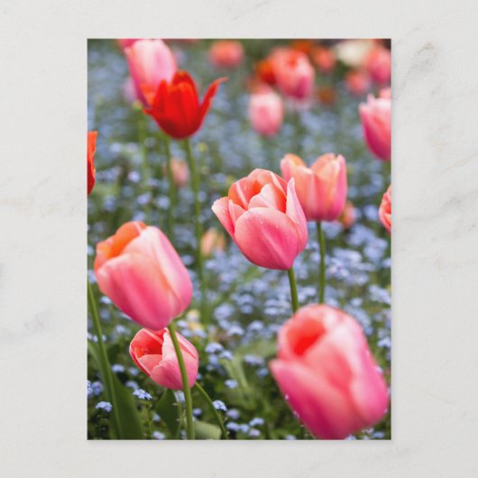 Roze Amsterdamse Springtime Tulpen Briefkaart (Voorkant)