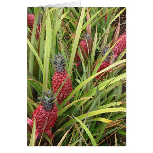 Roze anananas (Voorkant)