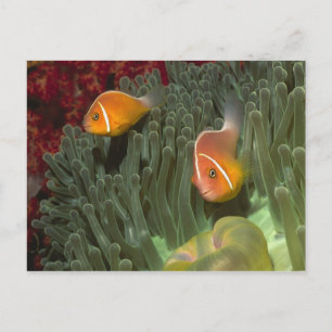 Roze anemonefish in Magnificant Zee Anemone Briefkaart