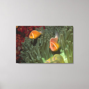 Roze anemonefish in Magnificant Zee Anemone Canvas Afdruk