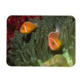 Roze anemonefish in Magnificant Zee Anemone Magneet (Horizontaal)