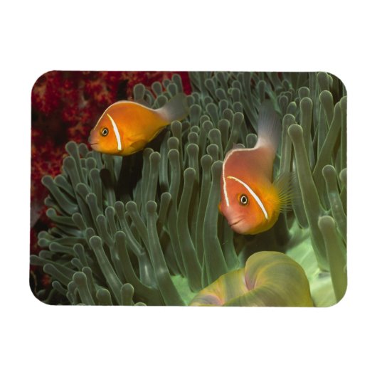 Roze anemonefish in Magnificant Zee Anemone Magneet (Horizontaal)
