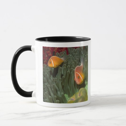 Roze anemonefish in Magnificant Zee Anemone Mok (Links)